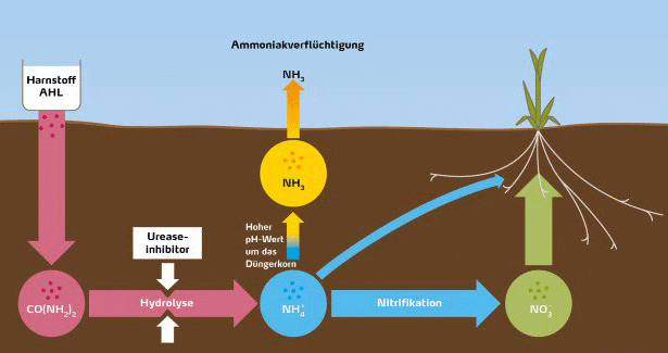 Harnstoff (Kohlensäurediamid)