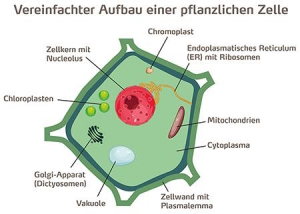 vereinfachter aufbau einer pflanzenlichen zelle