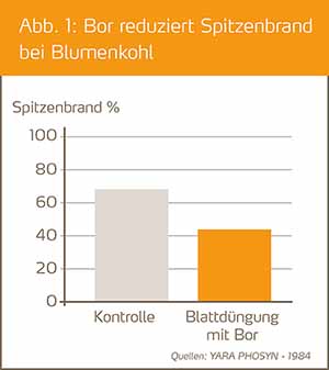 Bor reduziert Spitzenbrand bei Blumenkohl