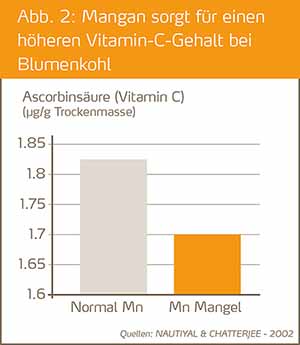 Mangan sorgt fuer einen hoeheren Vitamin-C-Gehalt bie Blumenkohl