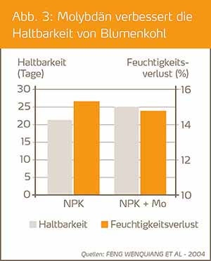 Molybdaen verbessert die Haltbarkeit von Blumenkohl