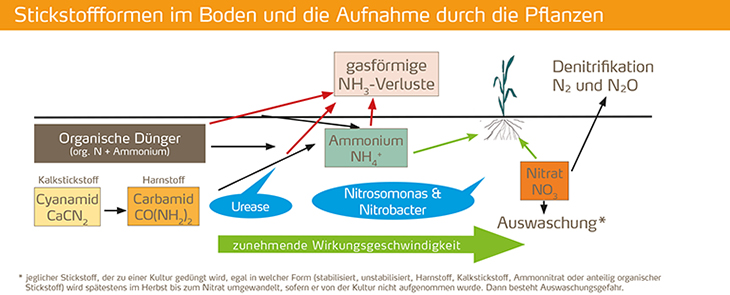 Stickstoffformen im Boden und Aufnahme durch die Pflanzen