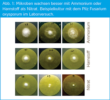 mikrobern-wachsen-besser-mit-ammoium-und-harnstoff