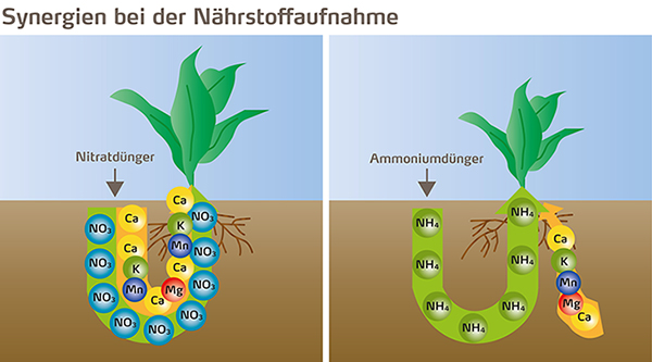 Synergien Nährstoffaufnahme bei Nitrat- und Ammoniumdünger