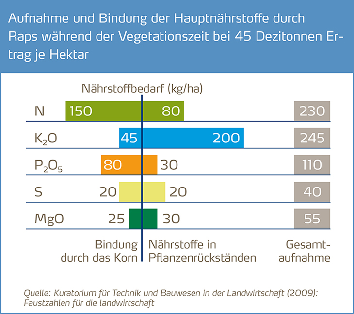 Winterraps: Welche Makronhrstoffe wichtig sind
