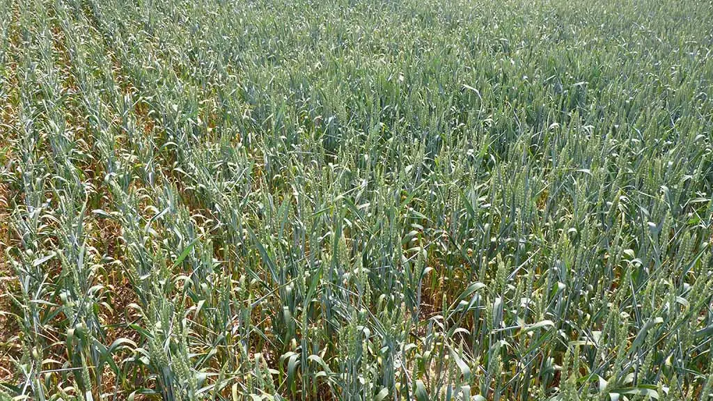 Dichter, grün-gelblicher Getreidebestand auf einem trockenen Ackerfeld in der Sommerhitze.