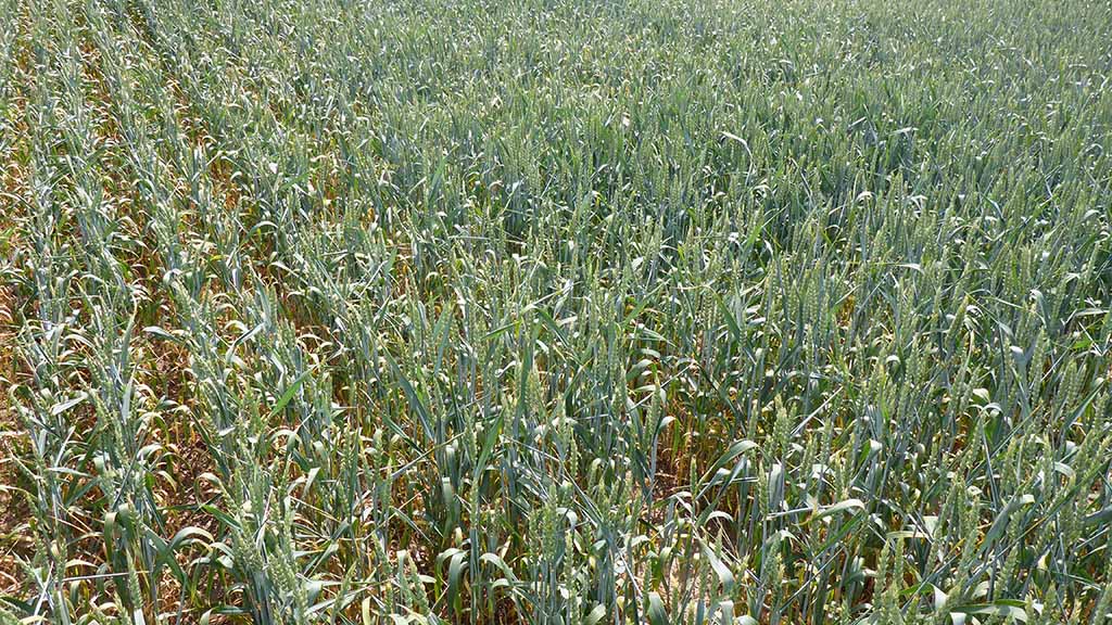 Düngen bei Trockenheit Die StickstoffForm ist entscheidend