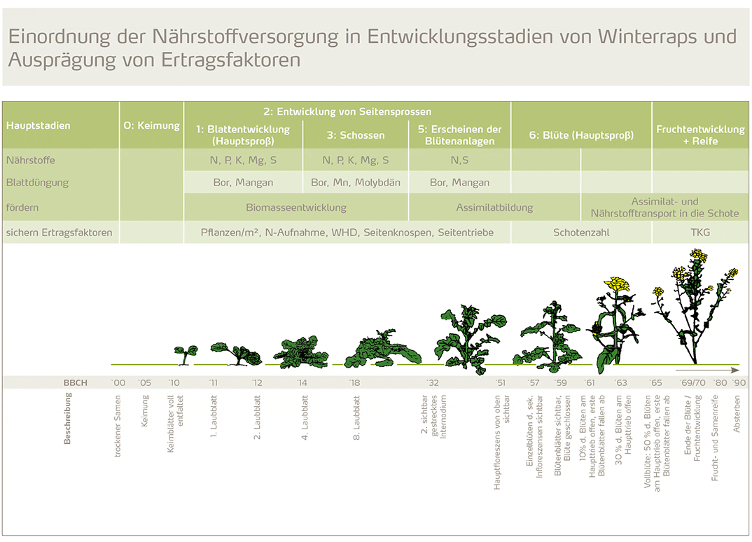 einordnung-der-naehrstoffversorgung-in-entwicklungsstadien-von-winterraps