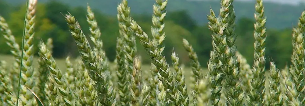 Nahaufnahme von grünen bis leicht gelblichen Weizenähren auf einem Feld.