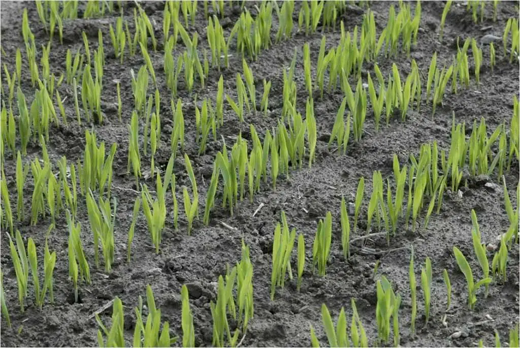 Nahaufnahme von jungen Wintergerstenpflanzen auf dem Feld mit beginnenden Mangan-Mangelsymptomen an den Keimblättern.