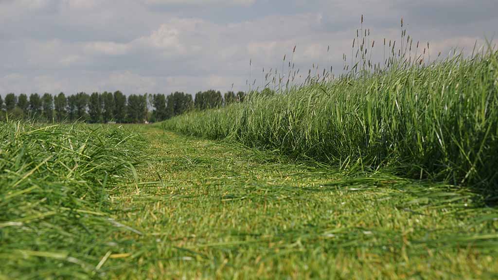 Organische Duengung im Gruenland ergnzen