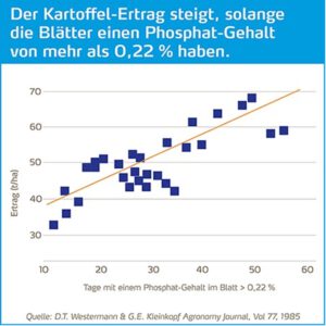 Grafik zeigt den Anstieg des Ertrags-Gehalts der Kartoffel analog zum Phosphalt-Gehalt