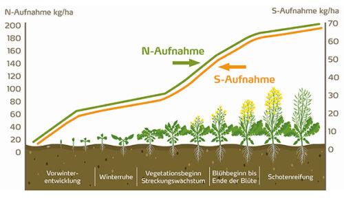 Rapsdüngung | Richtig anpassen