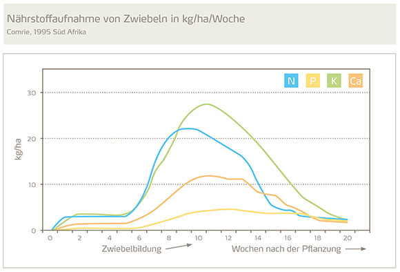 naehrstoffaufnahme von zwiebeln