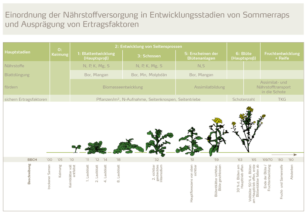 naehrstoffversorgung_in_entwicklungsstadien_von_sommerraps