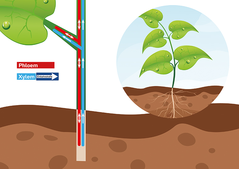 Leitbahnen in der Pflanze