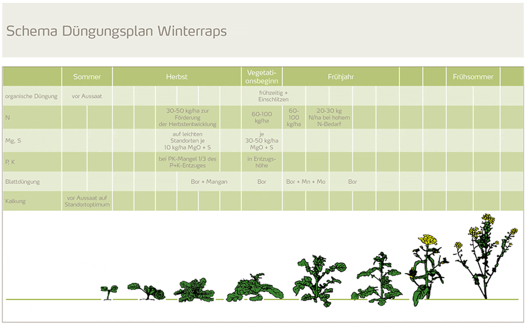 duengungsplan winterraps