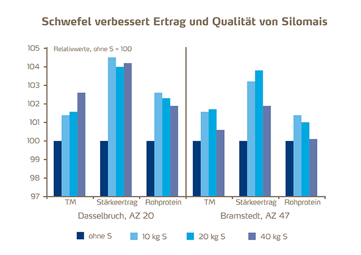 Schwefel verbessert Ertrag und Qualität von Silomais