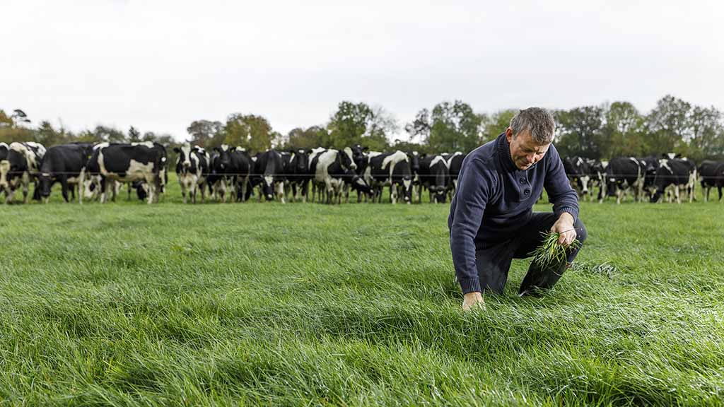 Milchvieh: Mit Selendnger Grassilage aufwerten