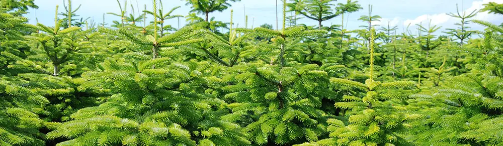 Dicht gewachsene junge Nordmanntannen auf einer Plantage bei hellem Tageslicht.