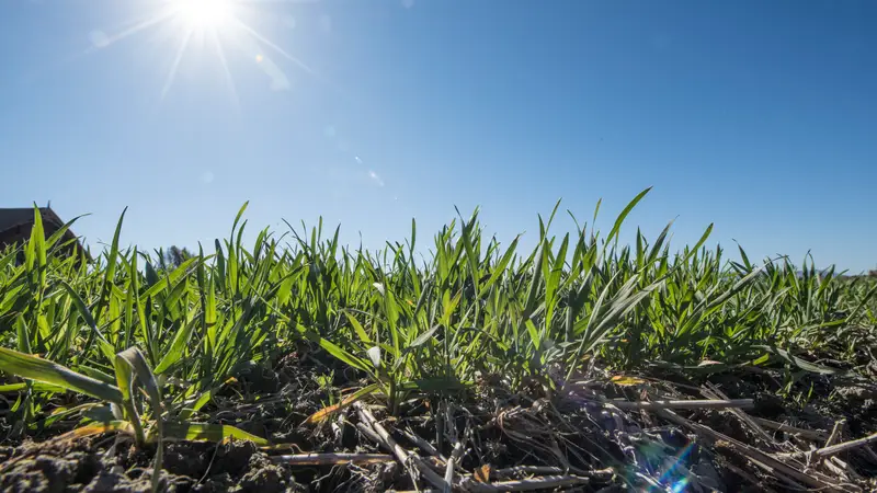 Junge Weizenpflanzen im Sonnenlicht auf dem Feld – effizient düngen für gesundes Wachstum und optimalen Ertrag