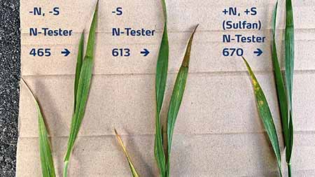 Winterweizen geduengt mit unterschiedlichen N und S mengen