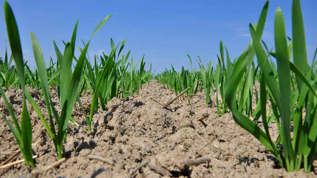Junge Winterweizen-Reihen im Feld – effizient düngen für gesundes Wachstum unter klarem Frühlingshimmel