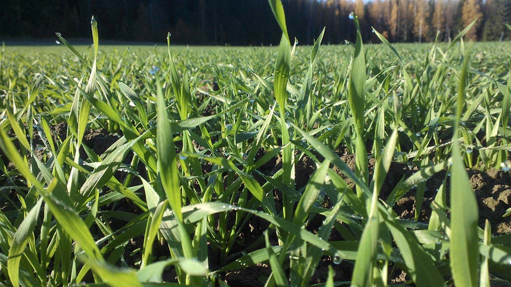 Winterweizenbestand im Frühjahr