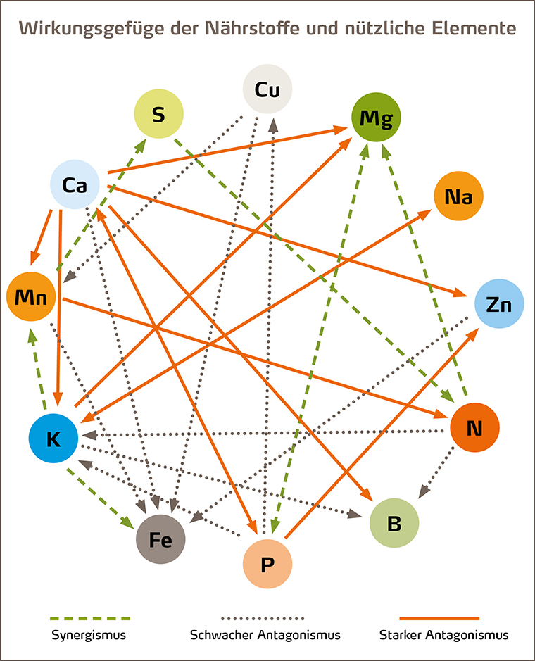 Wirkungsgefüge der einzelnen Nährstoffe