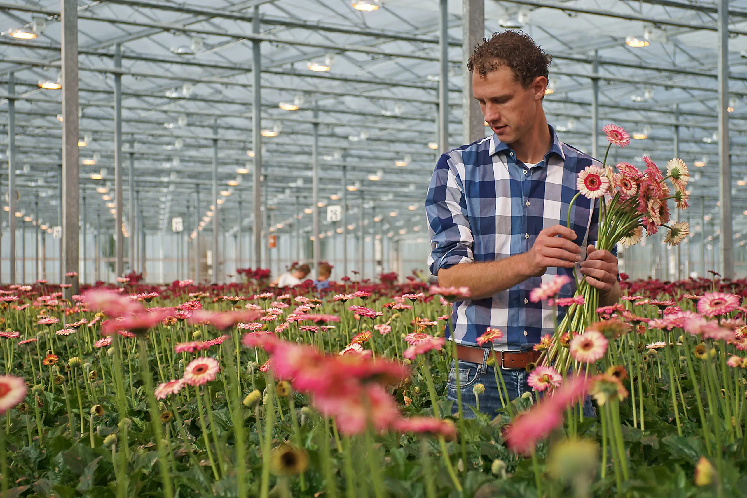 Gärtner prüft frisch geerntete rosa Gerbera im Gewächshaus.