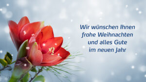 So bleibt die Amaryllis lange schön
