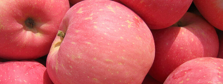 Obstbäume düngen