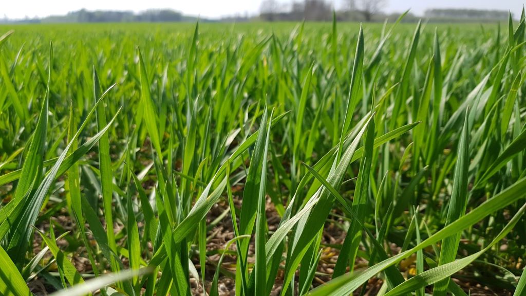 Weizenfeld im Frühjahr