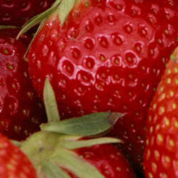Erdbeeren düngen