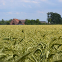 getreidekultur triticale