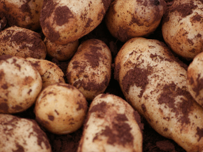 kartoffeln