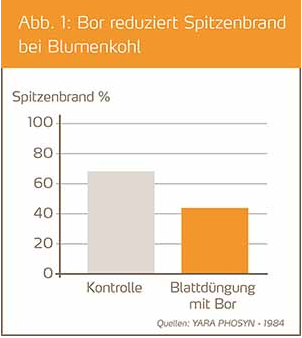 Kohl Bor reduziert Spitzenbrand