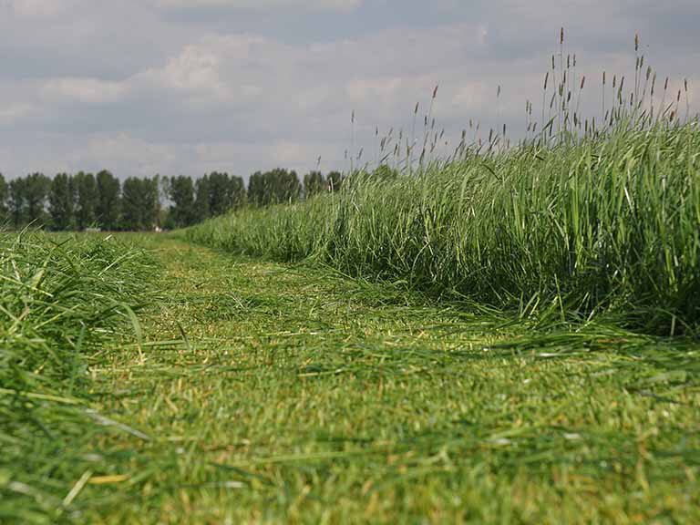 mehrmals-schwefel-im-gruenland-duengen