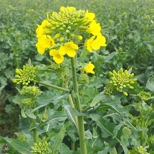 Nahaufnahme einer gelb blühenden Rapspflanze mit Knospen im dichten Rapsbestand.