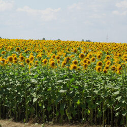 Oelfruechte Sonnenblumenfeld