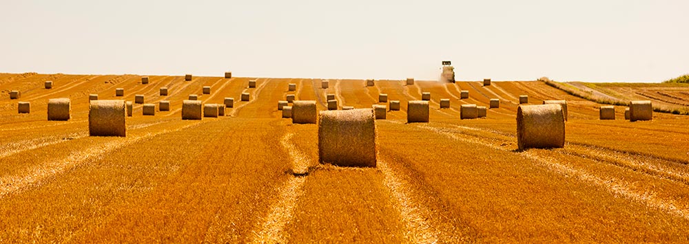 Stroh-Rundballen auf Feld