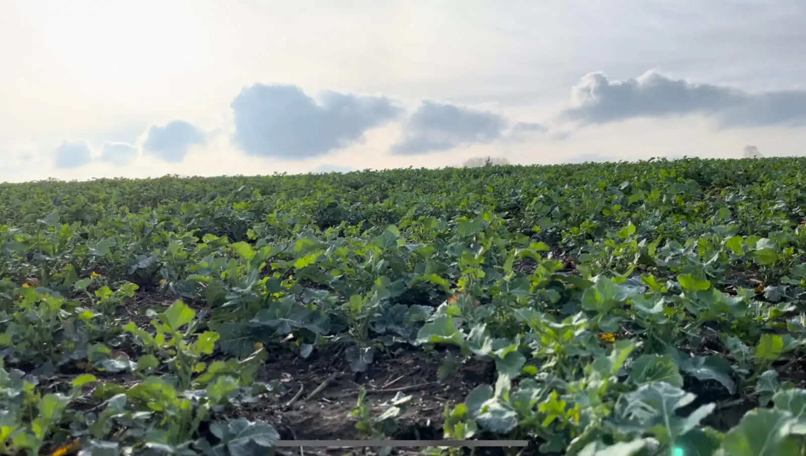 Winterrapsbestand im Herbst vor dem Winter mit gut entwickelter Blattrosette