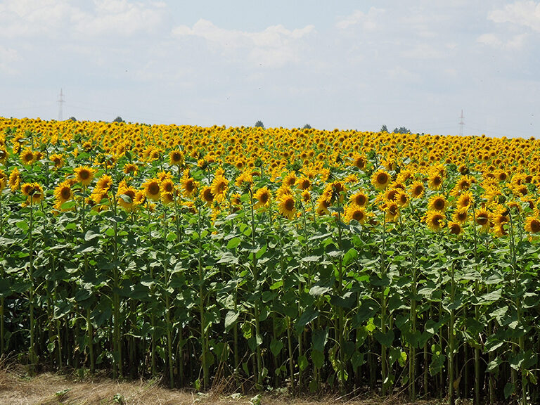 sonnenblumenfeld