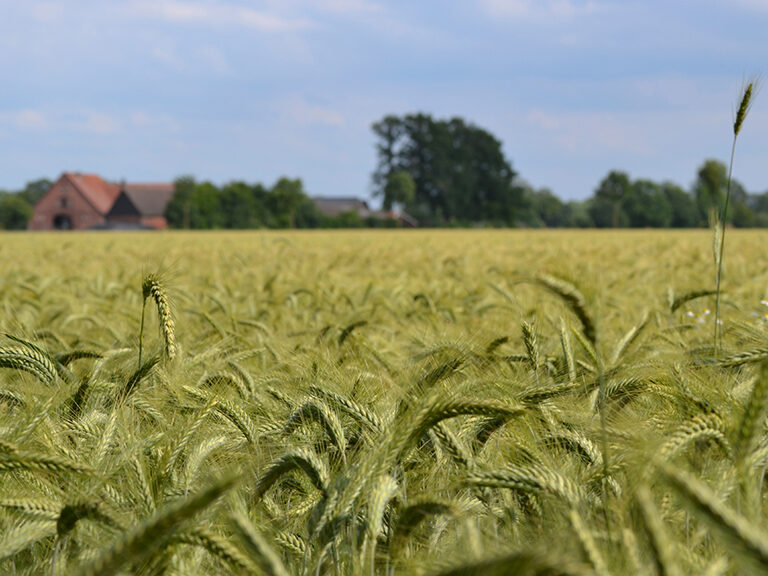 triticale