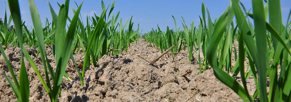 kirschlorbeer hecke düngen ProviPlant Kirschlorbeer-Dünger: Für alle Lorbeerhecken und Sträucher main image 1