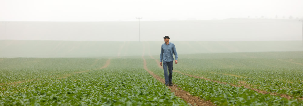 Landwirt geht über Rapsfeld im Herbst